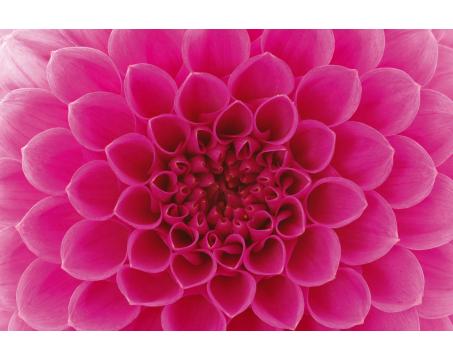 Samolepicí vliesová fototapeta Růžová jiřina 375 x 250 cm