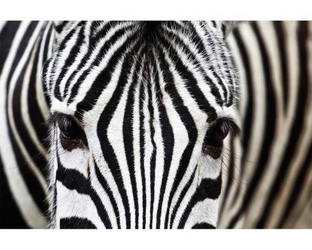 Samolepicí vliesová fototapeta Zebra 375 x 250 cm