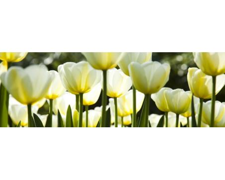 Fototapeta do kuchyně - Bílé tulipány 180 x 60 cm