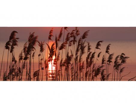 Panoramatická vliesová fototapeta Rákos na jezeře 375 x 150 cm