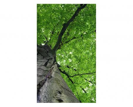 Vliesová fototapeta Koruna stromu 150 x 250 cm