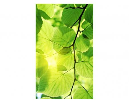 Vliesová fototapeta Zelené listy 150 x 250 cm