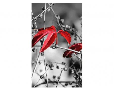 Vliesová fototapeta Červené listí na černém pozadí 150 x 250 cm