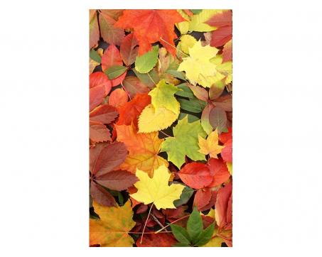 Vliesová fototapeta Pestrobarevné listí 150 x 250 cm