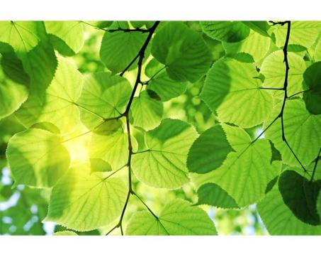 Samolepicí vliesová fototapeta Zelené listy 375 x 250 cm