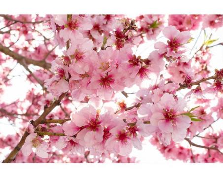 Samolepicí vliesová fototapeta Květy jabloní 375 x 250 cm