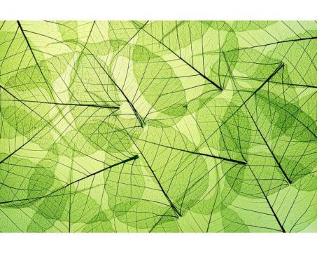 Samolepicí vliesová fototapeta Žilky listů 375 x 250 cm