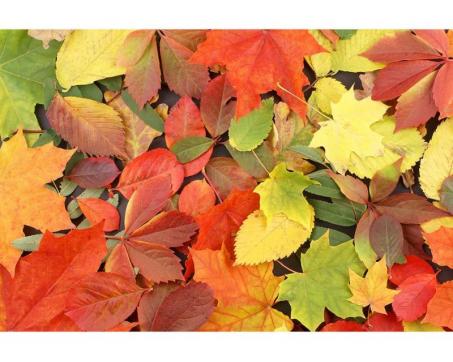 Samolepicí vliesová fototapeta Pestrobarevné listí 375 x 250 cm