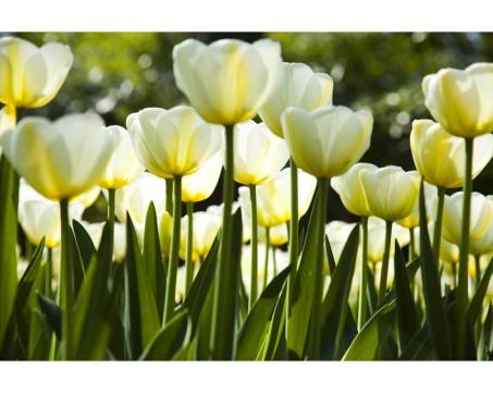 Samolepicí vliesová fototapeta Bílé tulipány 375 x 250 cm