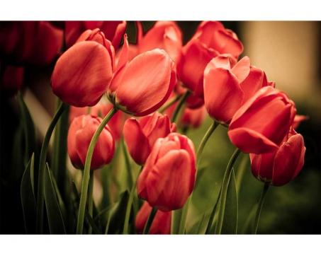 Samolepicí vliesová fototapeta Červené tulipány 375 x 250 cm