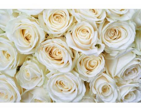 Samolepicí vliesová fototapeta Bílé růže 375 x 250 cm