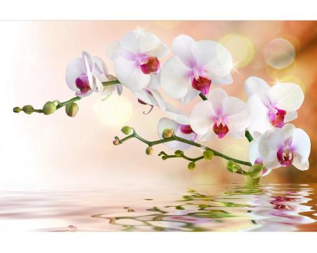 Vliesová fototapeta Bílá orchidej 375 x 250 cm