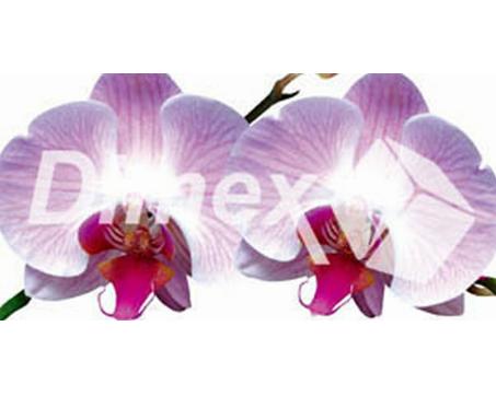 Obraz na skle - Orchidej 60x 30 cm