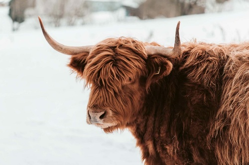 Vliesová fototapeta Skotská hnědá kráva 375 x 250 cm