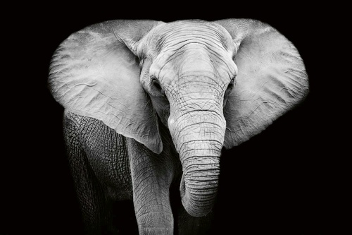 Vliesová fototapeta Slon černobílý 375 x 250 cm