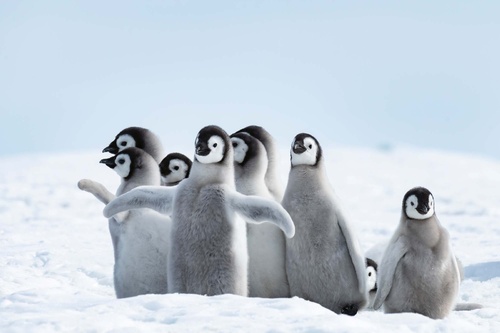 Vliesová fototapeta Mláďata tučňáka 375 x 250 cm