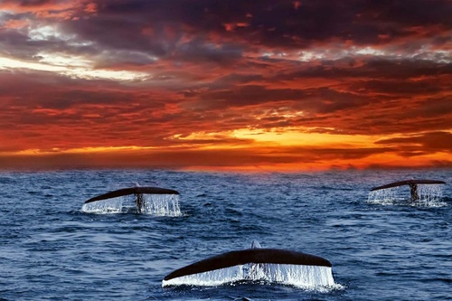 Vliesová fototapeta Ocasy velryb 375 x 250 cm