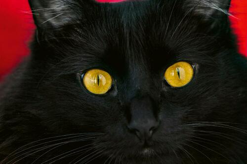 Vliesová fototapeta Černá kočka 375 x 250 cm