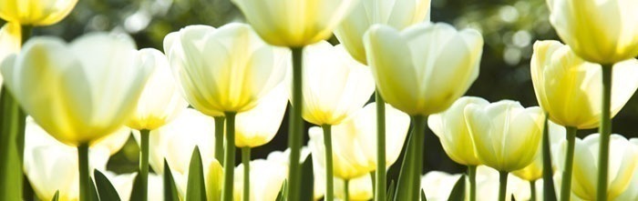 Skleněná stěna za kuchyňskou linku - Fotosklo Bílé tulipány