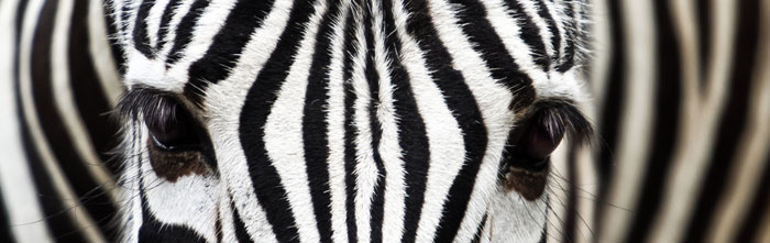 Skleněná stěna za kuchyňskou linku - Fotosklo Zebra