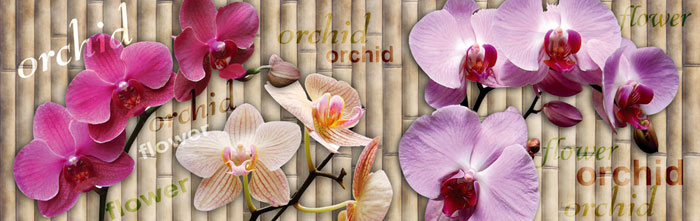 Skleněná stěna za kuchyňskou linku - Fotosklo Orchidej