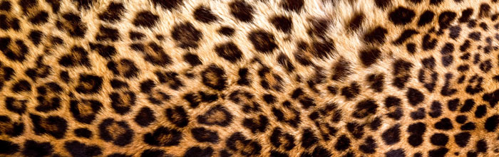 Skleněná stěna za kuchyňskou linku - Fotosklo Leopardí kůže