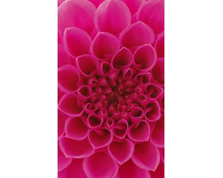 Vliesová fototapeta Růžová jiřina 150 x 250 cm