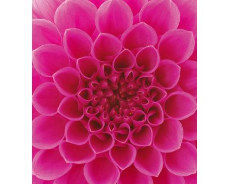 Vliesová fototapeta Růžová jiřina 225 x 250 cm