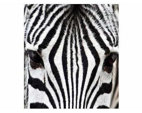 Vliesová fototapeta Zebra 225 x 250 cm