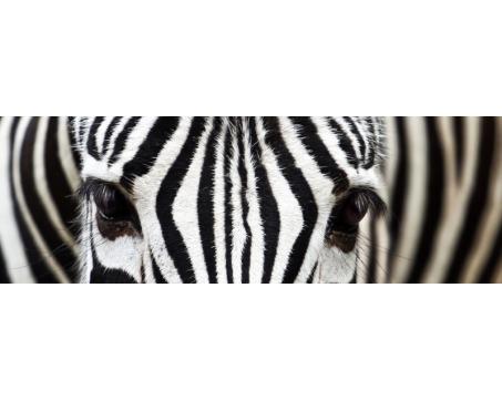 Fototapeta do kuchyně - Zebra 180 x 60 cm