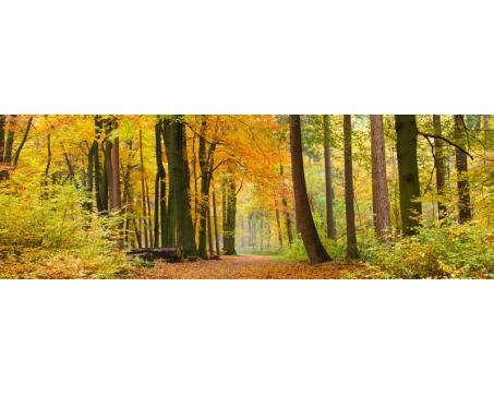 Fototapeta do kuchyně - Podzimní les 180 x 60 cm