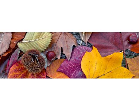 Fototapeta do kuchyně - Podzimní listí 180 x 60 cm