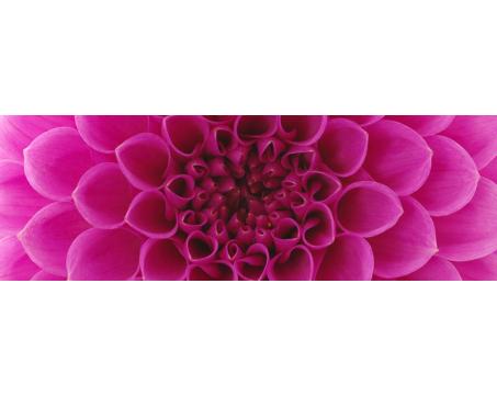 Fototapeta do kuchyně - Růžová jiřina 180 x 60 cm