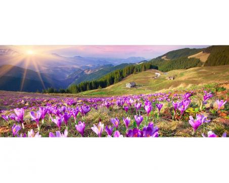 Panoramatická vliesová fototapeta Krokusy na jaře 375 x 150 cm