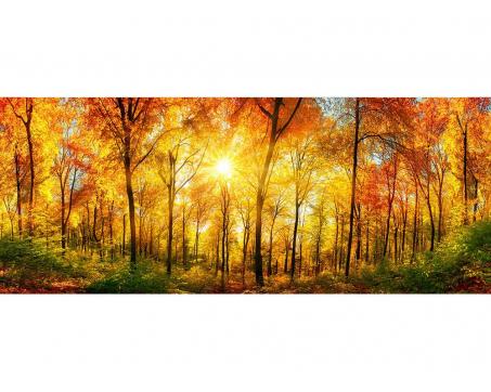 Panoramatická vliesová fototapeta Slunný les 375 x 150 cm