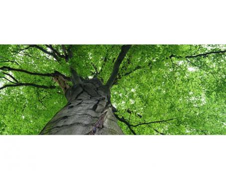 Panoramatická vliesová fototapeta Koruna stromu 375 x 150 cm
