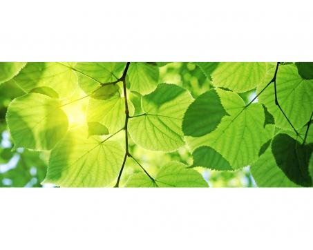 Panoramatická vliesová fototapeta Zelené listy 375 x 150 cm