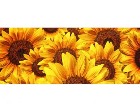 Panoramatická vliesová fototapeta Lán slunečnic 375 x 150 cm