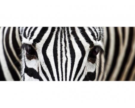 Panoramatická vliesová fototapeta Zebra 375 x 150 cm