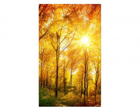 Vliesová fototapeta Slunný les 150 x 250 cm