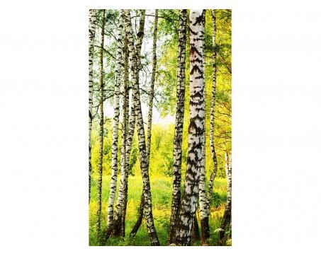 Vliesová fototapeta Březový les 150 x 250 cm