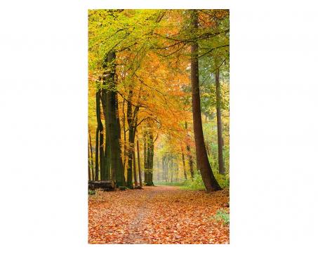 Vliesová fototapeta Podzimní les 150 x 250 cm