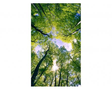 Vliesová fototapeta Stromy v oblacích 150 x 250 cm
