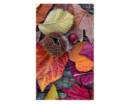 Vliesová fototapeta Podzimní listí 150 x 250 cm