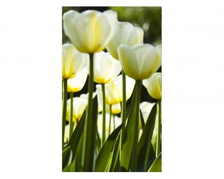 Vliesová fototapeta Bílé tulipány 150 x 250 cm