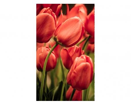 Vliesová fototapeta Červené tulipány 150 x 250 cm