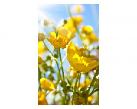 Vliesová fototapeta Žluté květiny 150 x 250 cm