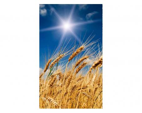 Vliesová fototapeta Pšeničné pole 150 x 250 cm