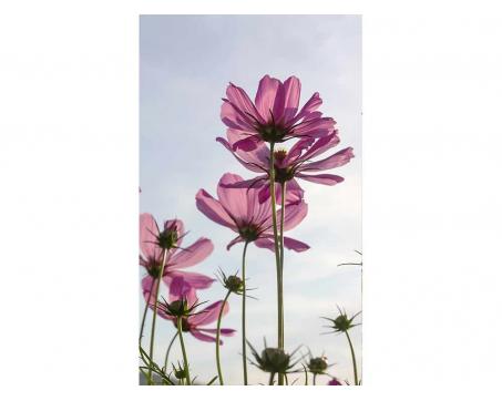 Vliesová fototapeta Květiny 150 x 250 cm