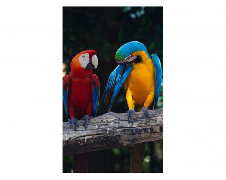 Vliesová fototapeta Barevní papoušci Ara 150 x 250 cm
